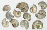 Lot: KG Silver Iridescent Ammonites (-) - Pieces #79441-1